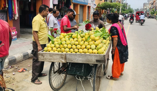 जनकपुरमा सिजनको फल