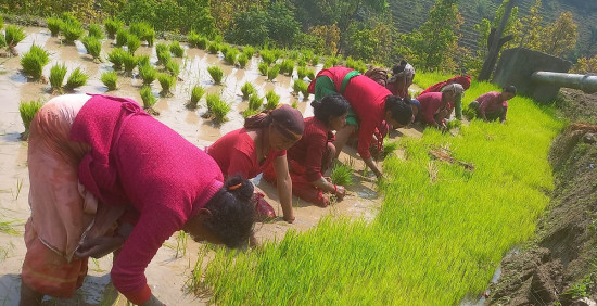 चनकुडामा रोपाइँका लागि धानको बिउ उखेल्दै किसान