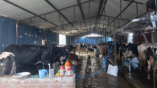 गाई-भैँसीपालनबाट मासिक १५ लाख बचत गर्छन् इन्जिनियर लामिछाने