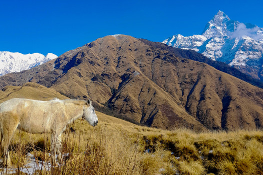 डाँडा, घोडा र हिमाल