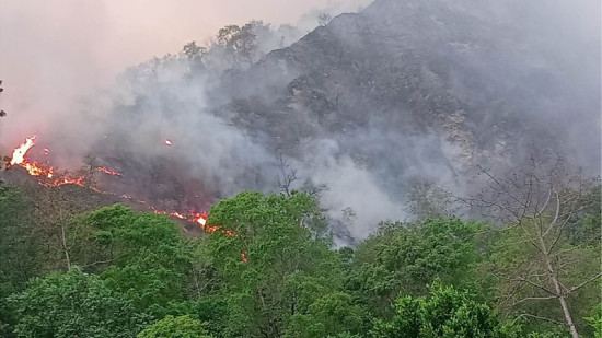 बाँकेका सामुदायिक वनमा डढेलो, संकटमा जीवजन्तु
