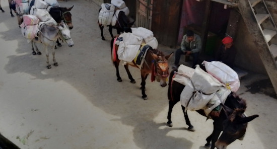 जहाज नउड्दा खच्चडको भर
