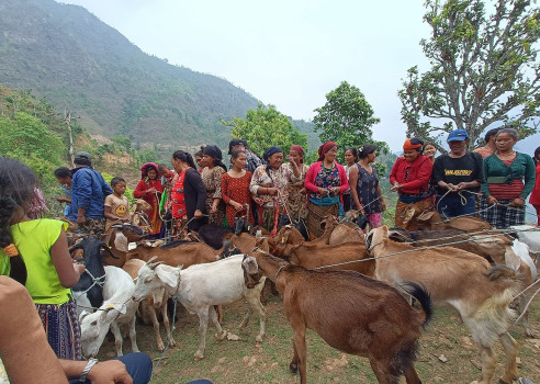 अनुदानमा बाख्रा पाएपछि कृषक खुसी