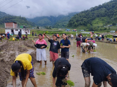 पढ्दै कमाउँदै कार्यक्रम: विद्यालयमै रोपाइँ