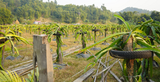 ड्रागन खेतीमा जमेका राजनीतिकर्मी लिम्बु