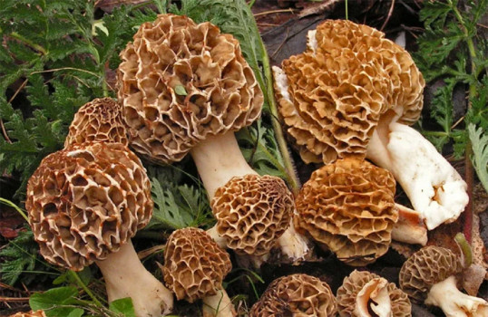 गुल्मीमा विषालु च्याउ खाँदा एकै परिवारका तीन जना बिरामी