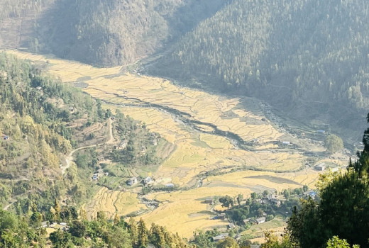 भेरी होलुस्थित पाकेको गहुँबाली