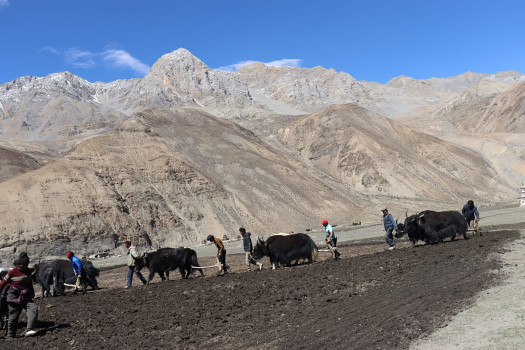 उपल्लो डोल्पामा चौंरीको भर