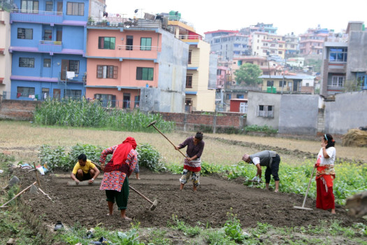 तारकेश्वरमा धानको बीउ राख्न तयारी गरिँदै
