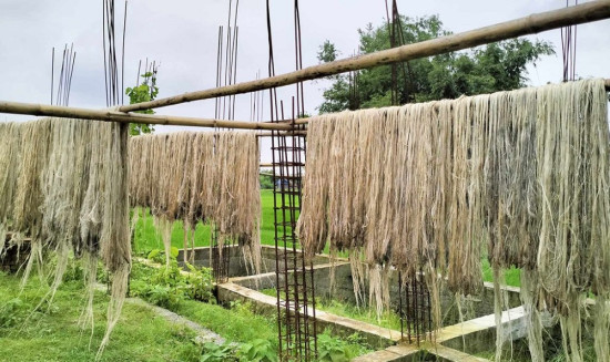 जुटखेती हुन छाडेपछि प्लास्टिक डोरीकै भरमा किसान