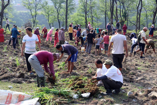 गाई संरक्षण केन्द्रका लागि घाँस रोपिँदै