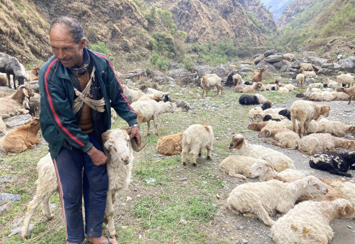 तमानखोला खुंखानीका श्रीपालले पालेका भेंडा
