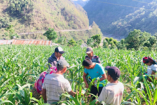 मकैमा फौजी कीराको प्रकोप निरीक्षण गर्दै कृषि प्राविधिक