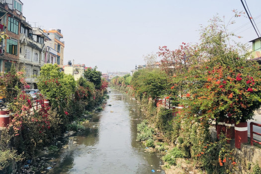 काडमाडौंको धोविखोला करिडोरमा फुलेका फूल 