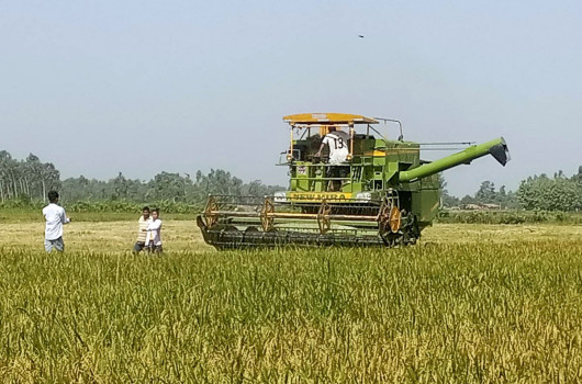 कैलालीको भजनीमा धान थन्काउने चटारो