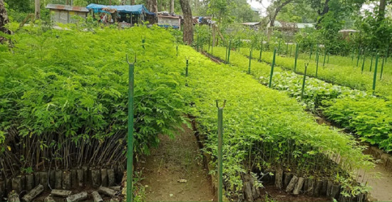 उपभोक्तालाई वितरण गर्नका लागि तयार गरिएका बिरुवा