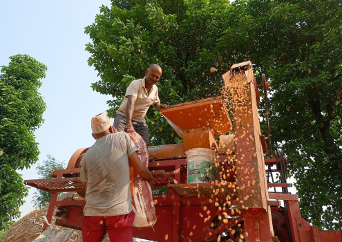 थ्रेसर मेसिनबाट मकै दाउनी गर्दै किसान