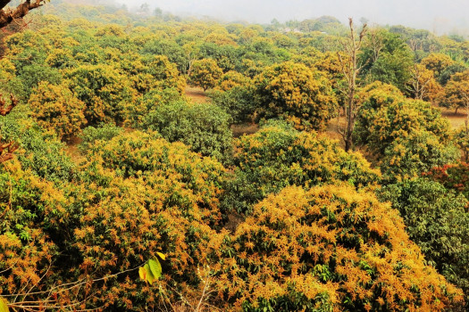 आँपमा मधुवाको समस्या देखिंदा किसान हैरान