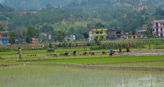 लम्पी स्किनले रोपाइँमा गोरु अभाव