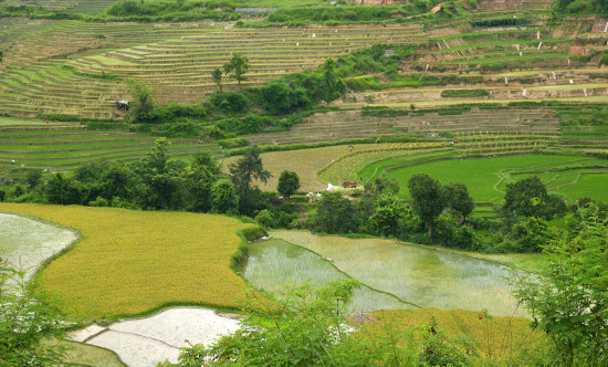 एकै फ्रेममा चैते र बर्खे धान