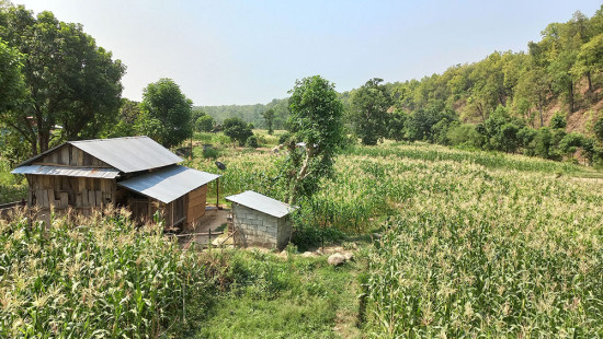 गाउँघरको हरियाली