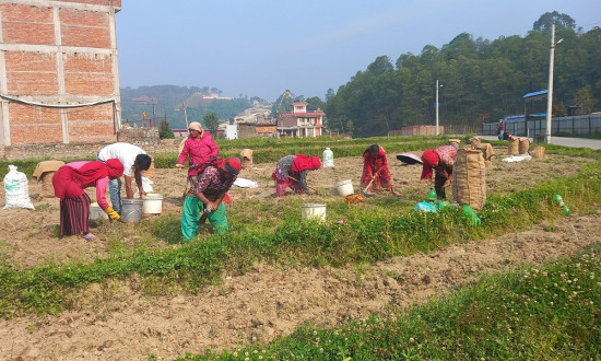 आलु उत्पादक किसान भन्छन्- खनौं भाउ छैन, नखनौं कुहिने डर छ