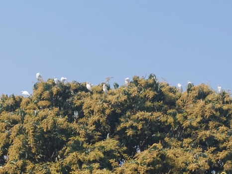 आँपको बगैंचामा बकुल्ला