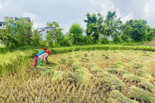 चैते धान काट्दै किसान