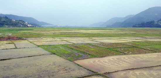 पोखराको फेवा फाँटमा धान रोपाइँ