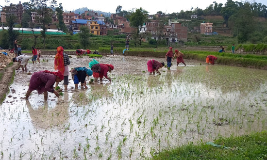 गलकोटमा असार नलाग्दै रोपाइँको चटारो