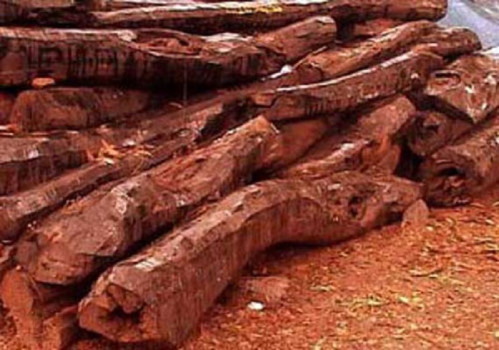 १७ वर्षदेखि वन कार्यालयमै थन्कियो रक्तचन्दन
