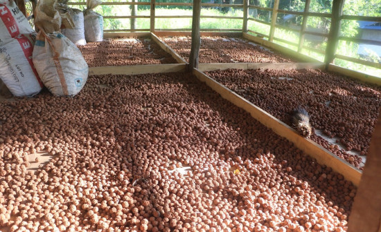 भोजपुरका किसानको आम्दानीको स्रोत बन्दै रुद्राक्ष