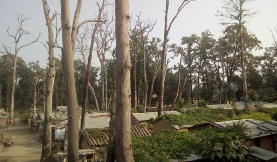 सुकेका रुखले बस्तीमा जोखिम बढाउँदै