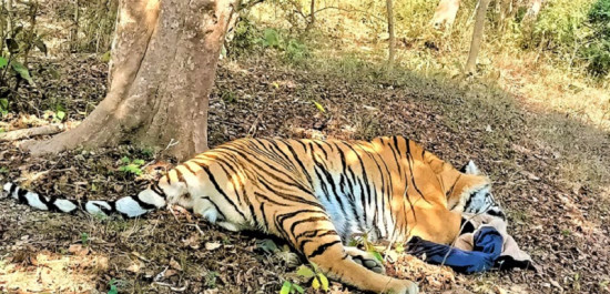 चितवन कसरामा लैजानका लागि नियन्त्रणमा लिएको पाटेबाघ 