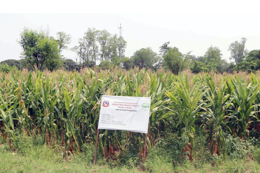 अनुसन्धानका लागि लगाइएको मकै बाली