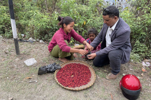 सडक छेउमा काफल किन्दै बटुवा