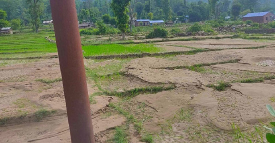 बबई हात्तीखालमा बाढीले धानबालीमा पुर्‍याएको क्षति
