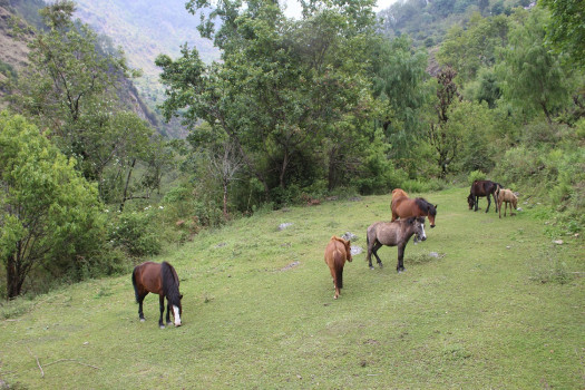 अन्नपूर्णमा रहेको स्वाँत चरन खर्कमा छाडिएका घोडा