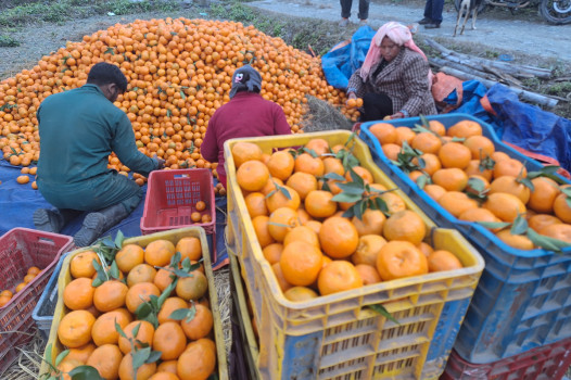 सुन्तला बेचेर डेढ करोड भित्र्याए राखु गाउँबासीले