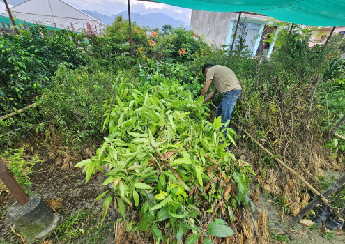 नर्सरीमा बिक्रीका लागि राखिएको कलमी आँपको बिरुवा