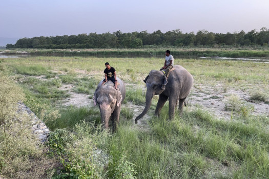 राप्ती किनारमा हात्ती चराउँदै माहुते