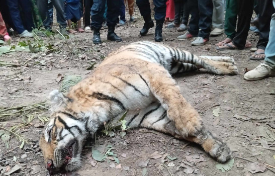 कैलालीमा पाटेबाघ मृत फेला