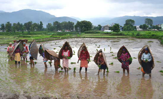 स्यागु ओढेर धान रोपाइँ