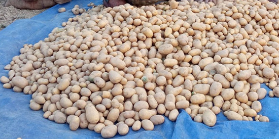 किसानलाई अनुदानमा आलुको बीउ