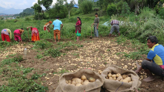 बागलुङमा आलु र सुन्तला प्रवर्द्धन कार्यक्रम प्राथमिकतामा