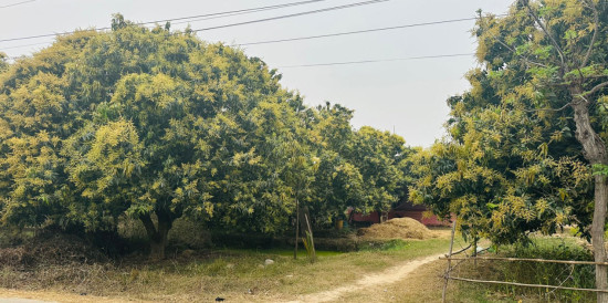 यसवर्ष आँपमा राम्रो मञ्जरी, उत्पादन बढ्ने अपेक्षा