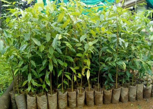 कृषिबाट लाखौं कमाउँदै ९० वर्षे गुरुङ