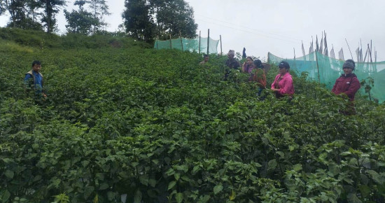 व्यावसायिक रुपमा अकबरे खुर्सानी खेती गर्दै किसान