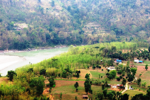 धनकुटाको अखुवाटारमा  बाँसखेती