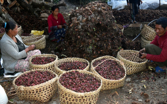 पूर्वी नाकाबाट अढाइ अर्बको चिया र सवा अर्बको अलैंची निर्यात